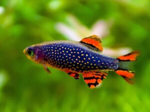 Rasbora