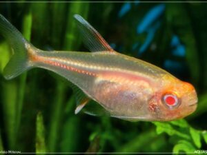 Albino Glo Light Tetra
