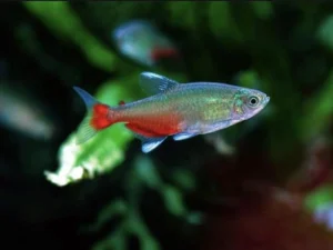 Green Fire Tetra