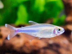 Blue King Tetra