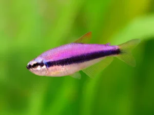 Blue Emperor Tetra