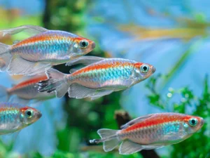 Congo Tetra