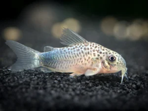 Similis Cory Catfish (Corydoras similis)