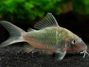 Emerald Cory Catfish (Corydoras splendens)