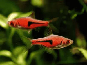 Espei Rasbora