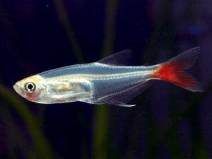 Bloodfin Tetra