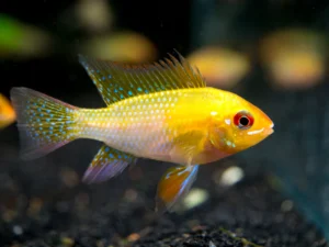 Golden Ram