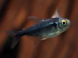 Brilliant Diamond Black Neon Tetra