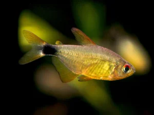 Kitty Tetra