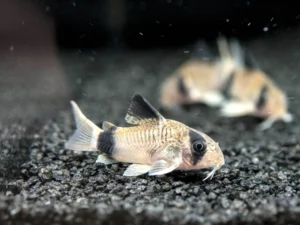 Panda Cory Catfish