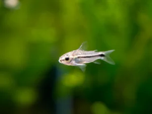 Pygmy Cory Catfish (Corydoras pygmaeus)