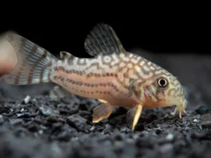Sterba’s Cory Catfish (Corydoras sterbai)