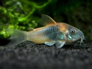 Orange Venezuelan Cory Catfish (Corydoras aeneus "Venezuela")