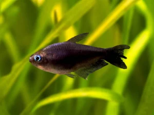 Black Emperor Tetra