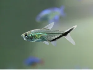 Costae Tetra