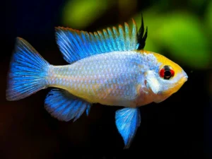 Electric Blue Ram