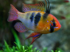 Ramirezi
