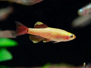 Golden White Cloud Mountain Minnow
