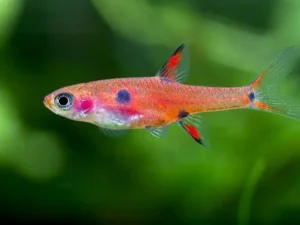 Dwarf Rasbora