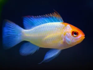 Platinum Blue Ram