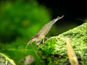 Amano Shrimp (Caridina multidentata)