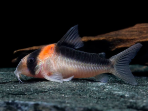Duplicate Corydoras