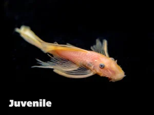 L144 Longfin Pleco (Ancistrus sp. L144 longfin)