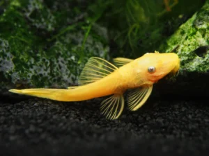 L144 Shortfin Pleco (Ancistrus sp. L144)