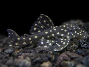 L201 Snowball Pleco (Peckoltia sp. L201)
