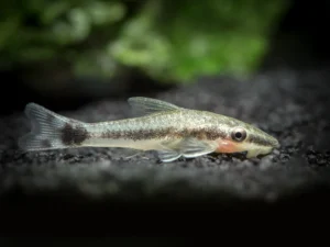 Algae Eaters