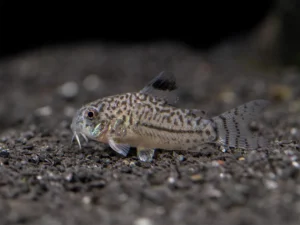 Three-Lined Cory Catfish