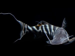 Catfish
