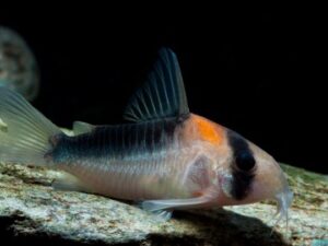 Corydoras