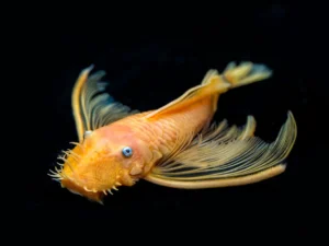 Pleco