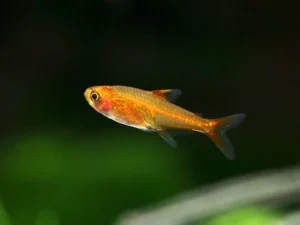 Ember Tetra Sri Lanka