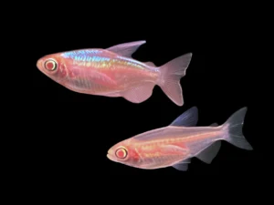 Albino Congo Tetra