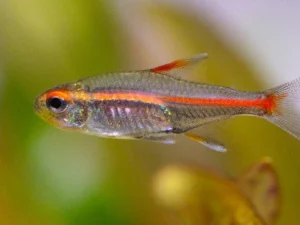 Glowlight Tetra