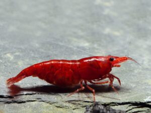 Bloody Mary Shrimp (Neocaridina davidi)