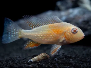 Albino Heckelii