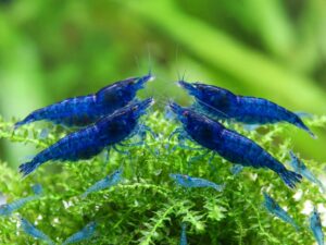 Blue Shrimp
