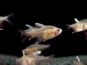 Candy Cane Tetra (Hyphessobrycon sp.)