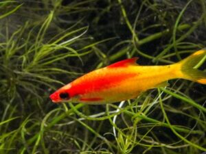 Gold Roseline Barb