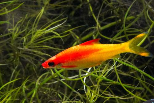 Gold Roseline Barb