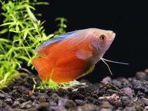 Flame Dwarf Gourami (Trichogaster lalius)