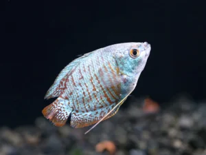 Neon Blue Dwarf Gourami (Trichogaster lalius)
