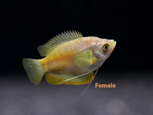 Dwarf Gourami (Trichogaster lalius)