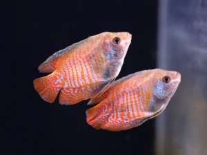 Dwarf Gourami (Trichogaster lalius)