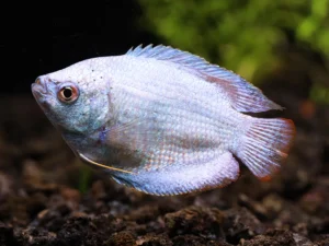 Powder Blue Dwarf Gourami (Trichogaster lalius)