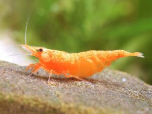 Orange Sunkist Shrimp (Neocaridina davidi)
