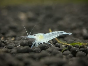 Snowball Shrimp (Neocaridina zhangjiajiensis)
